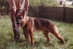 Bachus