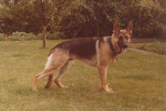Brutus 11 mdr