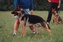 Ascani's Dino