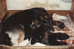 Lille mor