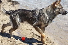 Vandhund