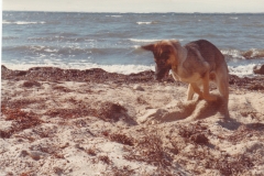 Sacha på stranden