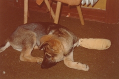 Akela