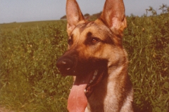 Akela