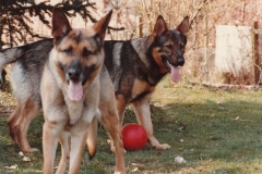 Sacha og Fenner